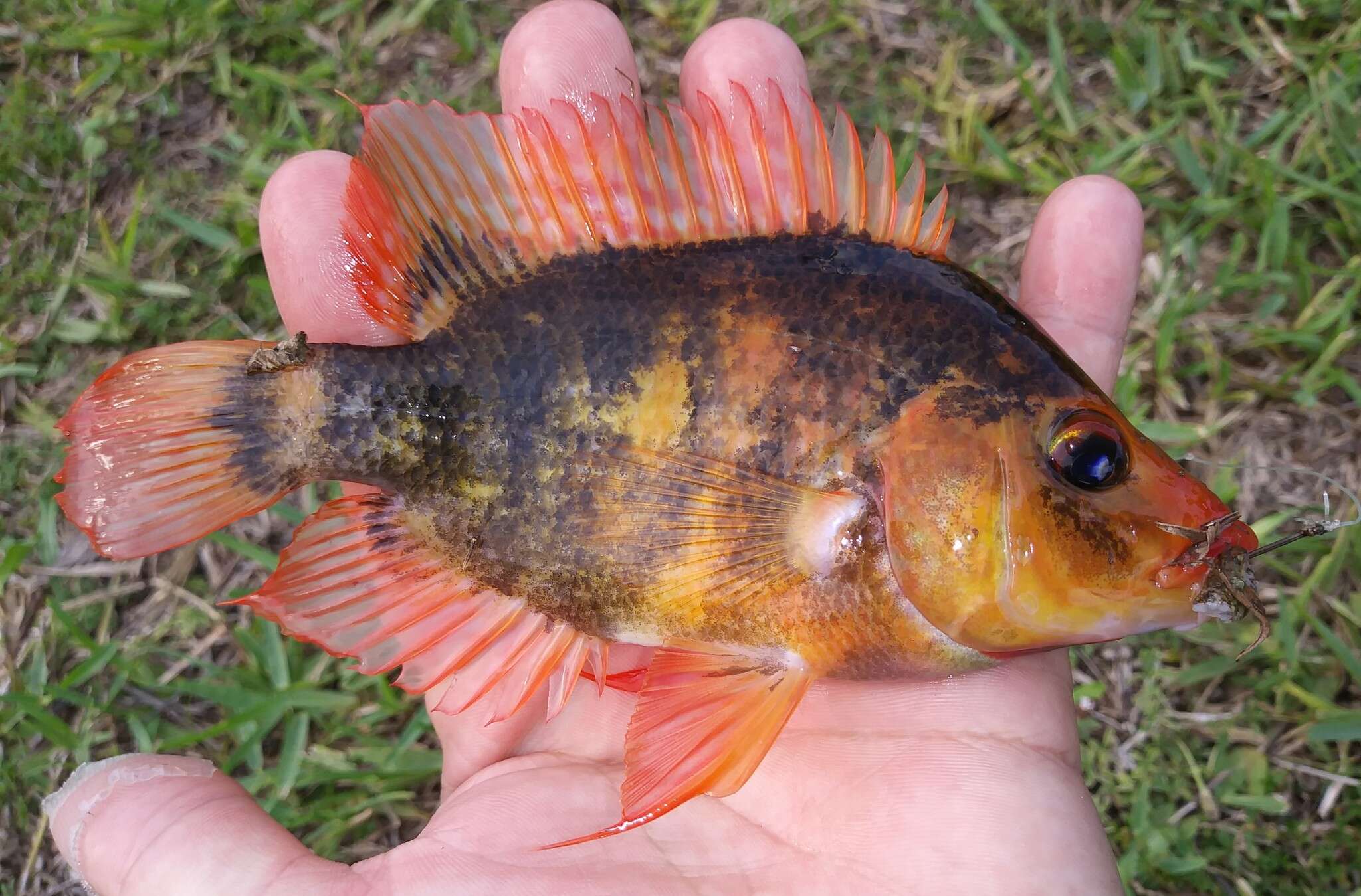 Image of Midas cichlid