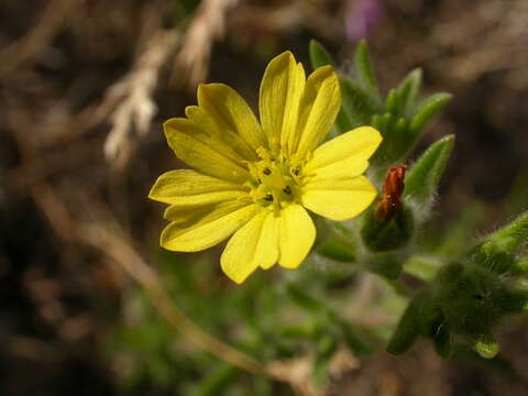 Image of grassy tarweed