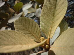 Image of Clethra rosei Britton