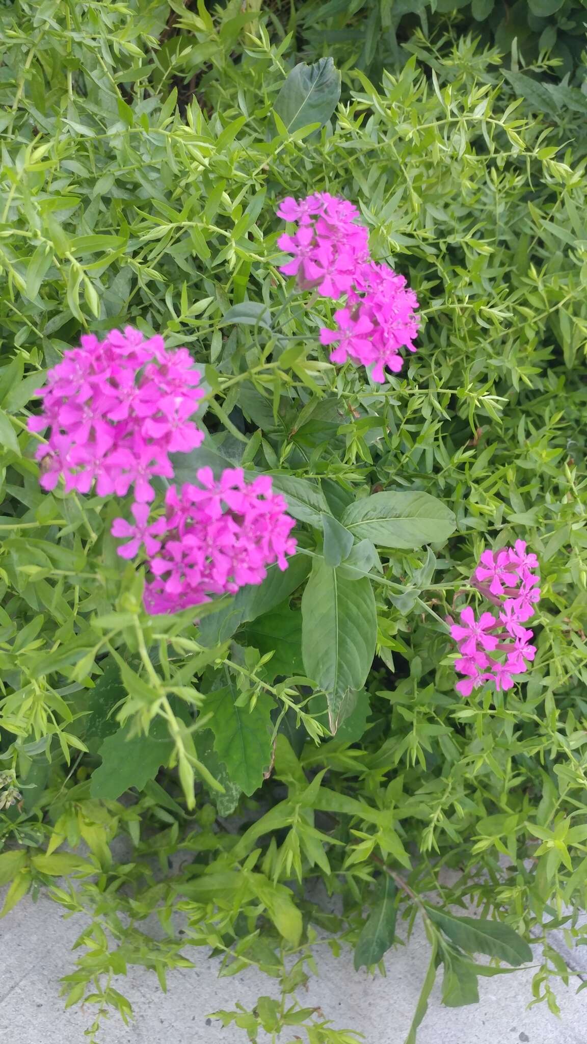 Atocion armeria (L.) Fourr. resmi