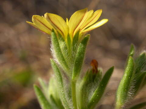 Image of grassy tarweed