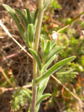 Image of grassy tarweed