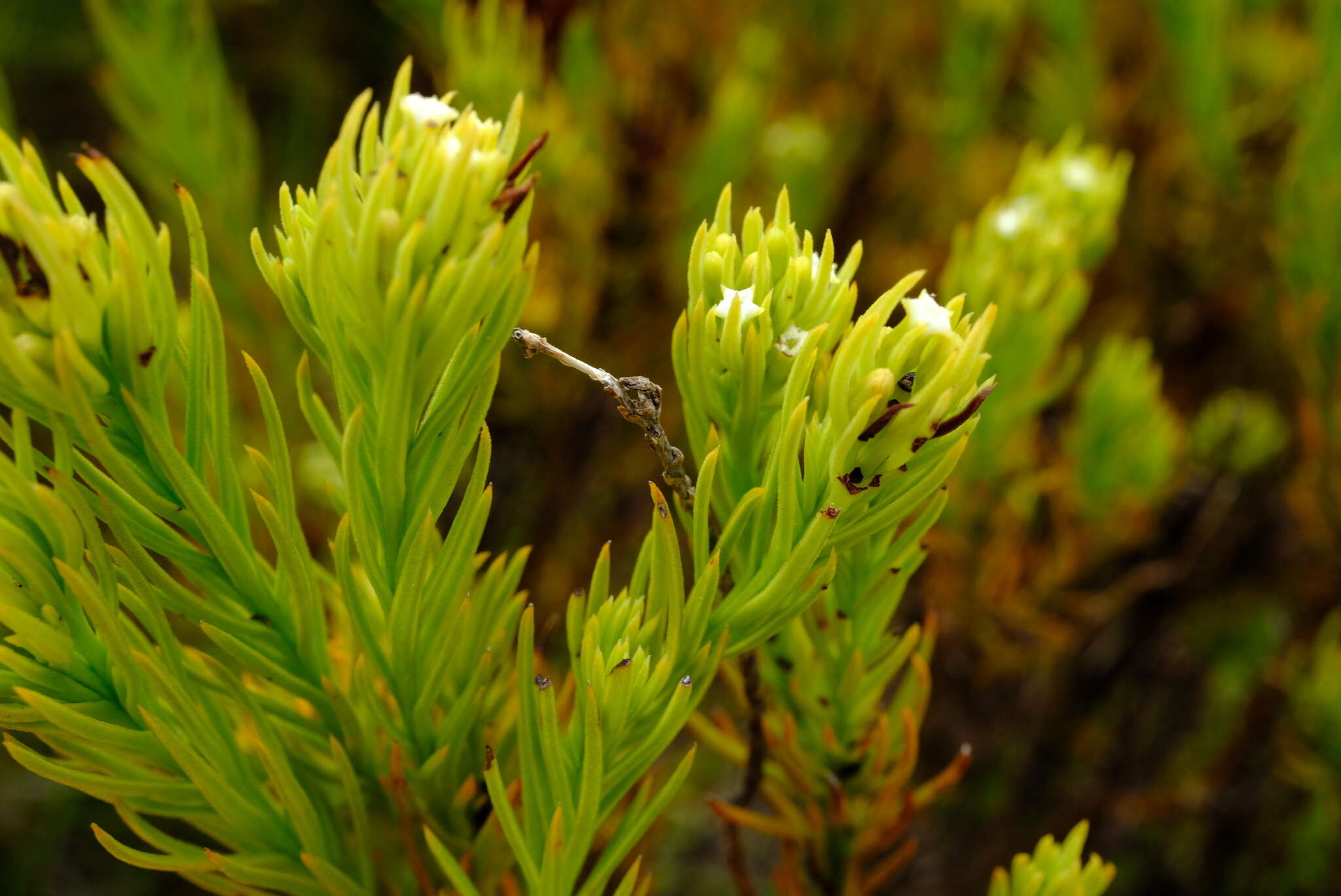 Image of Thesium carinatum A. DC.