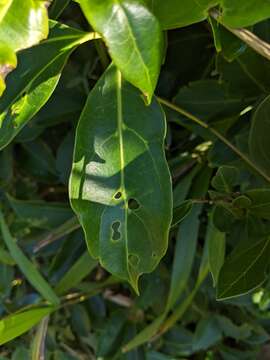 Image of Nothocissus sterculiifolia (F. Müll. ex Benth.) Latiff