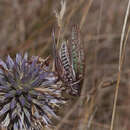 Image of Heath Bush-cricket