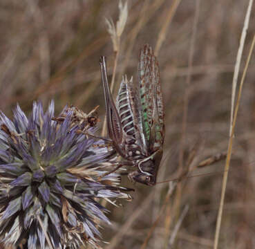 Image of Heath Bush-cricket