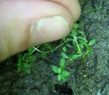 Image of terrestrial water-starwort