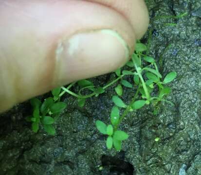 Image of terrestrial water-starwort