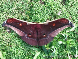 Image of Antheraea assamensis (Helfer 1837)