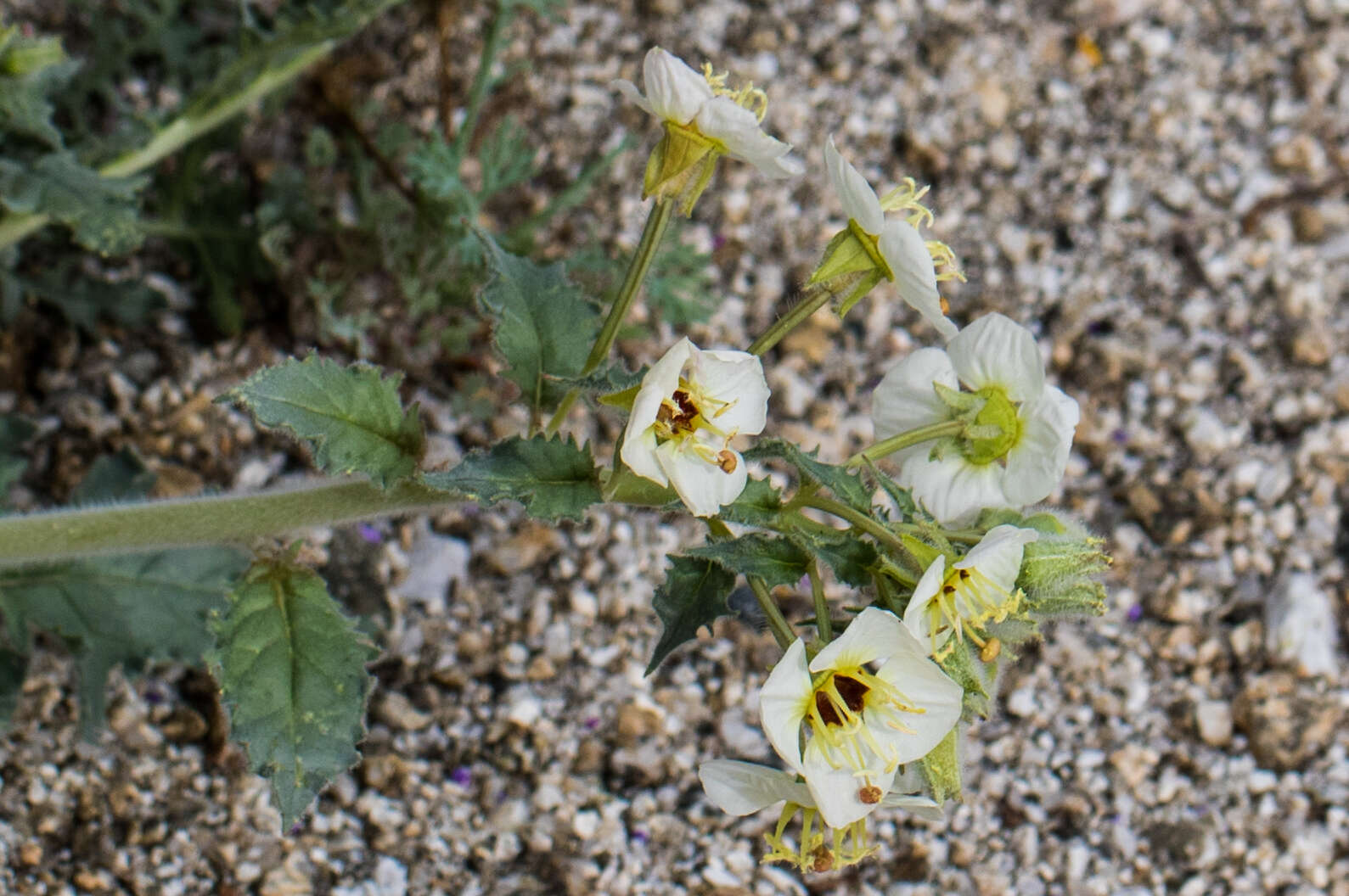 Imagem de Chylismia claviformis subsp. peirsonii (Munz) W. L. Wagner & Hoch