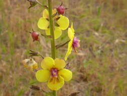 Imagem de Verbascum blattaria L.