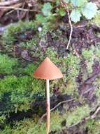 Image of Entoloma latericolor E. Horak 1976