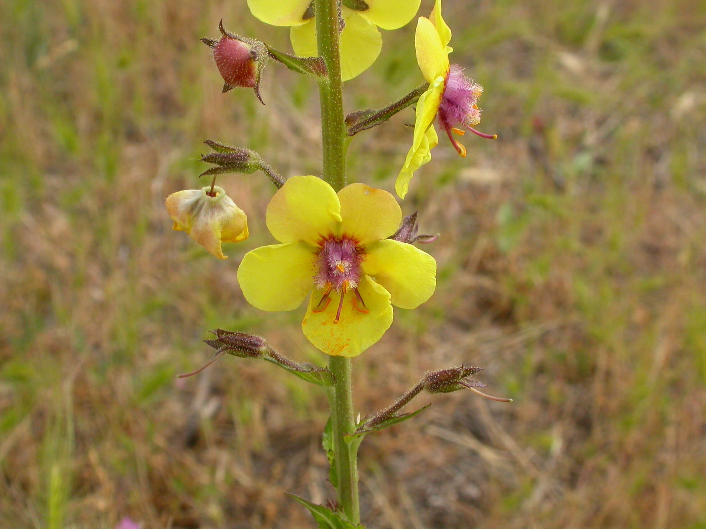 Imagem de Verbascum blattaria L.