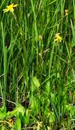 Image of Buek's Groundsel