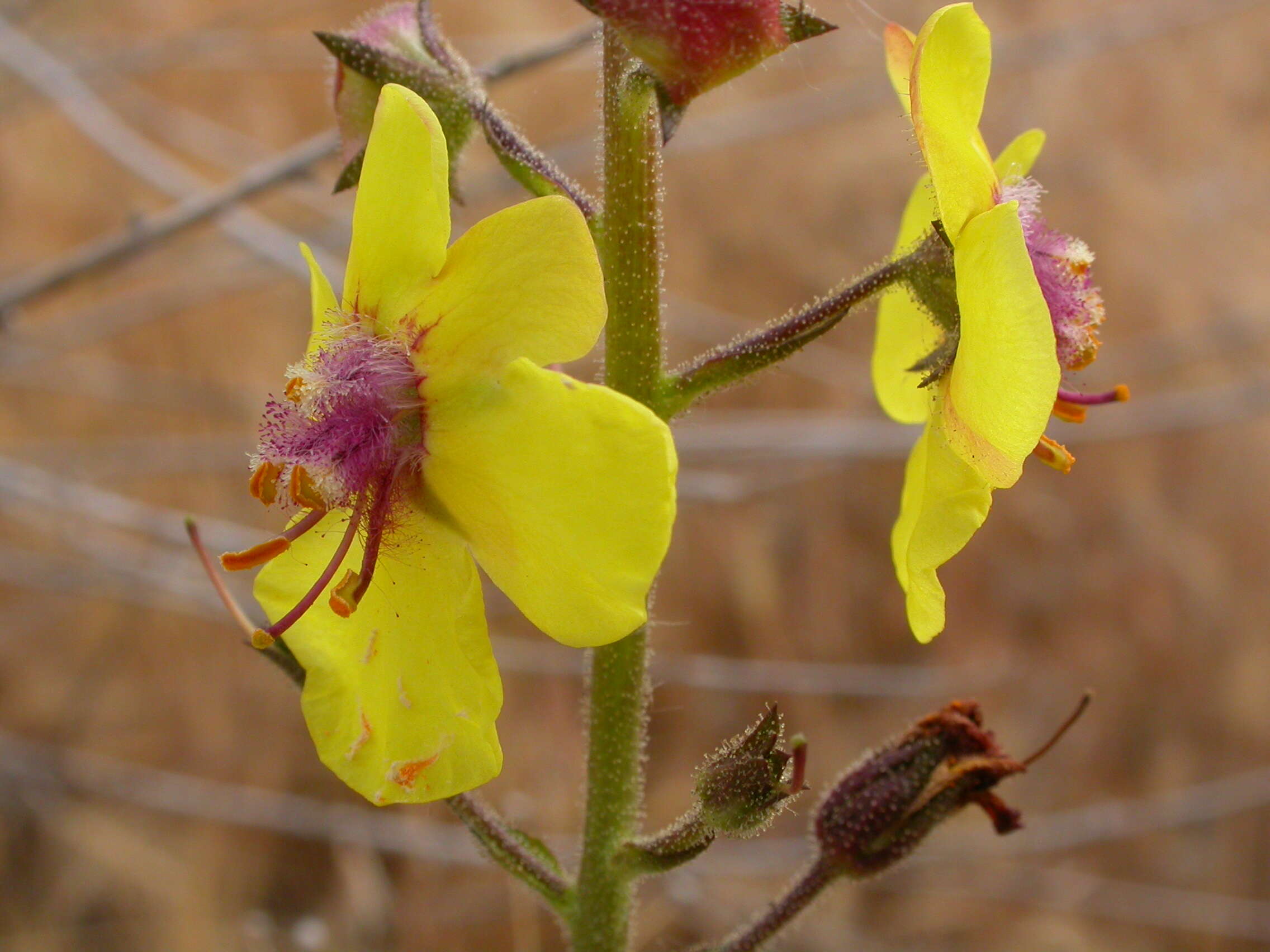 Imagem de Verbascum blattaria L.