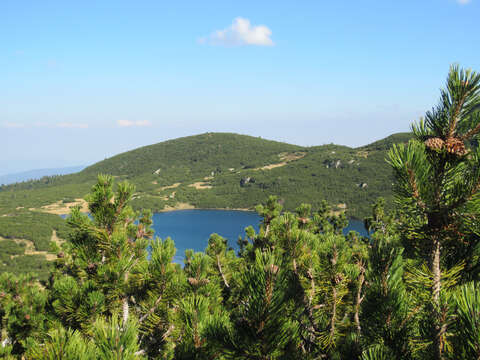 Image of Mountain Pine