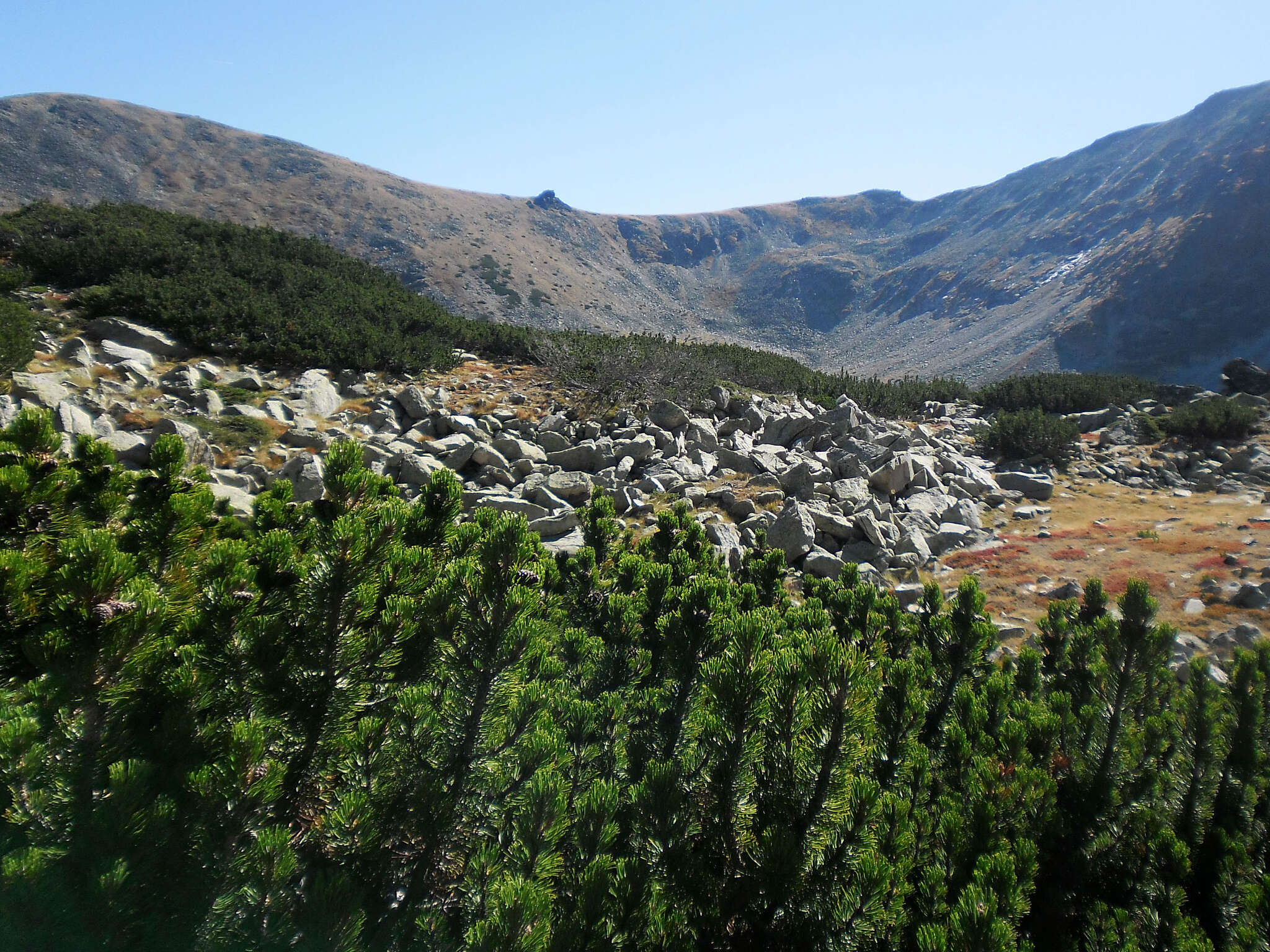 Image of Mountain Pine