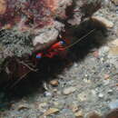 Image of blue-eye hermit