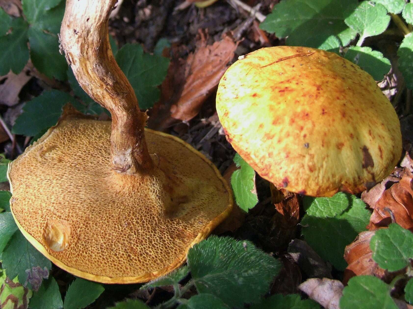 Image of Chalciporus piperatus