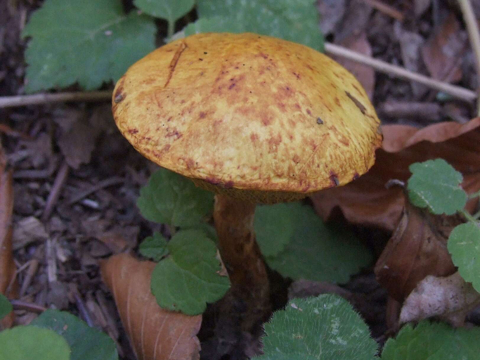 Imagem de Chalciporus piperatus