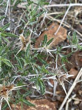 Image of Blepharis acuminata Oberm.