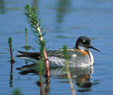 Image of Red-necked Phalarope