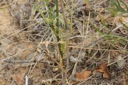 Plancia ëd Eurytaenia hinckleyi Mathias & Constance