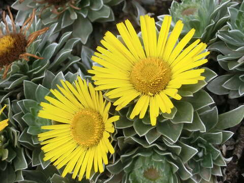 Image of Asteriscus sericeus (L. fil.) DC.