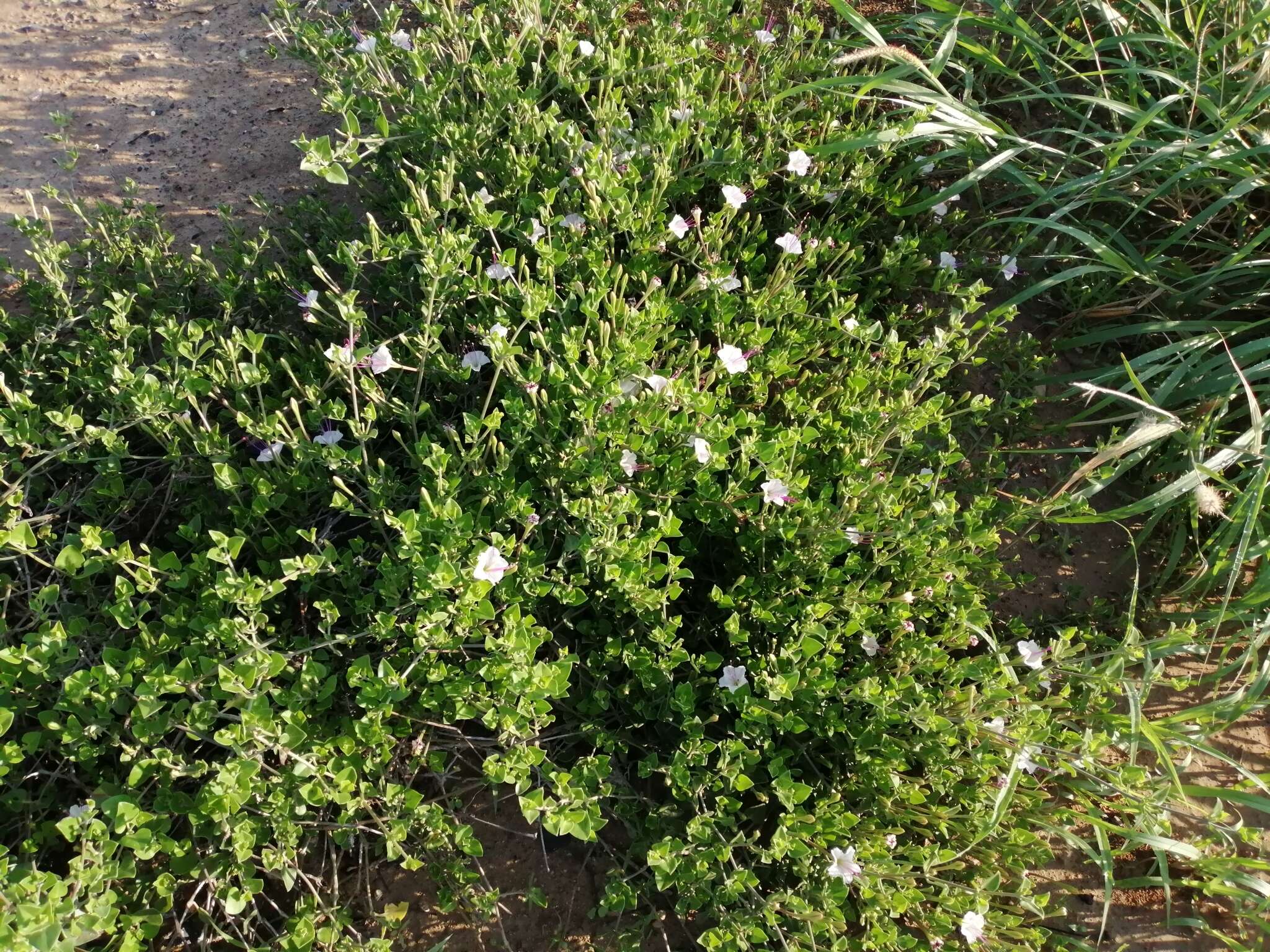 Image of Berlandier's trumpets