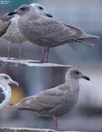 Image of Glaucous-winged Gull