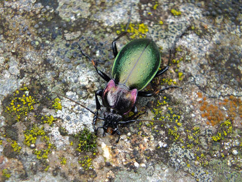 Plancia ëd Carabus (Archicarabus) nemoralis prasinotinctus Heyden 1880