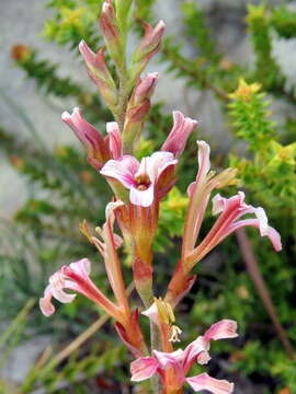 Image de Tritoniopsis dodii (G. J. Lewis) G. J. Lewis