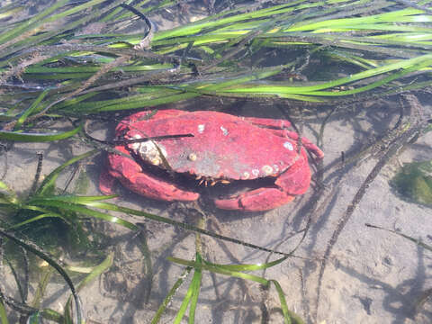 Image of Red Rock Crab