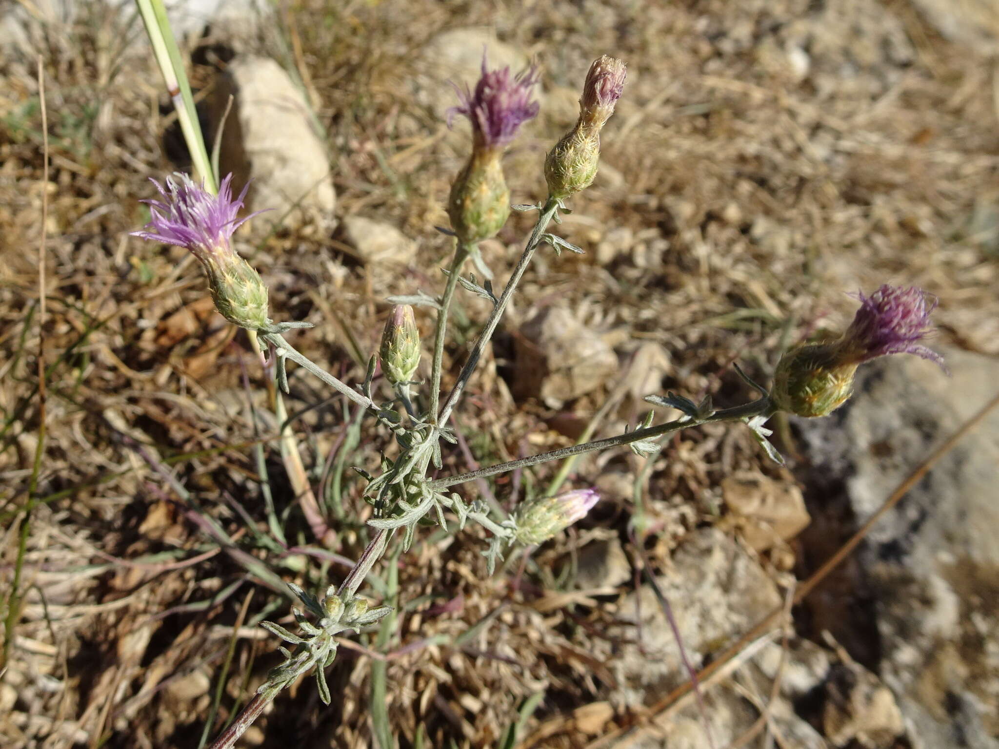 Слика од Centaurea paniculata L.