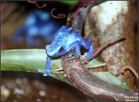 Image of Dendrobates azureus