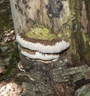 Image of Fomitopsis ochracea Ryvarden & Stokland 2008