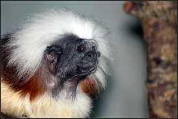 Image of cotton-top tamarin