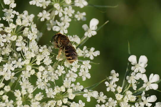 Halictus confusus Smith 1853的圖片