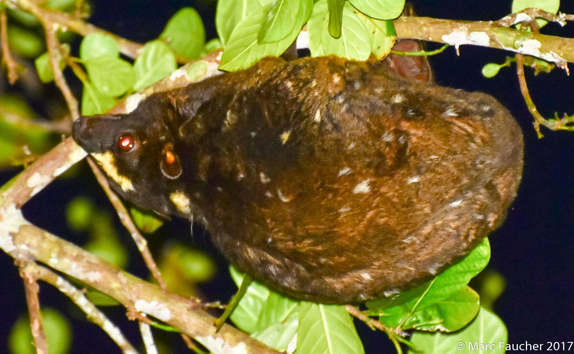 Image of Philippine Flying Lemurs