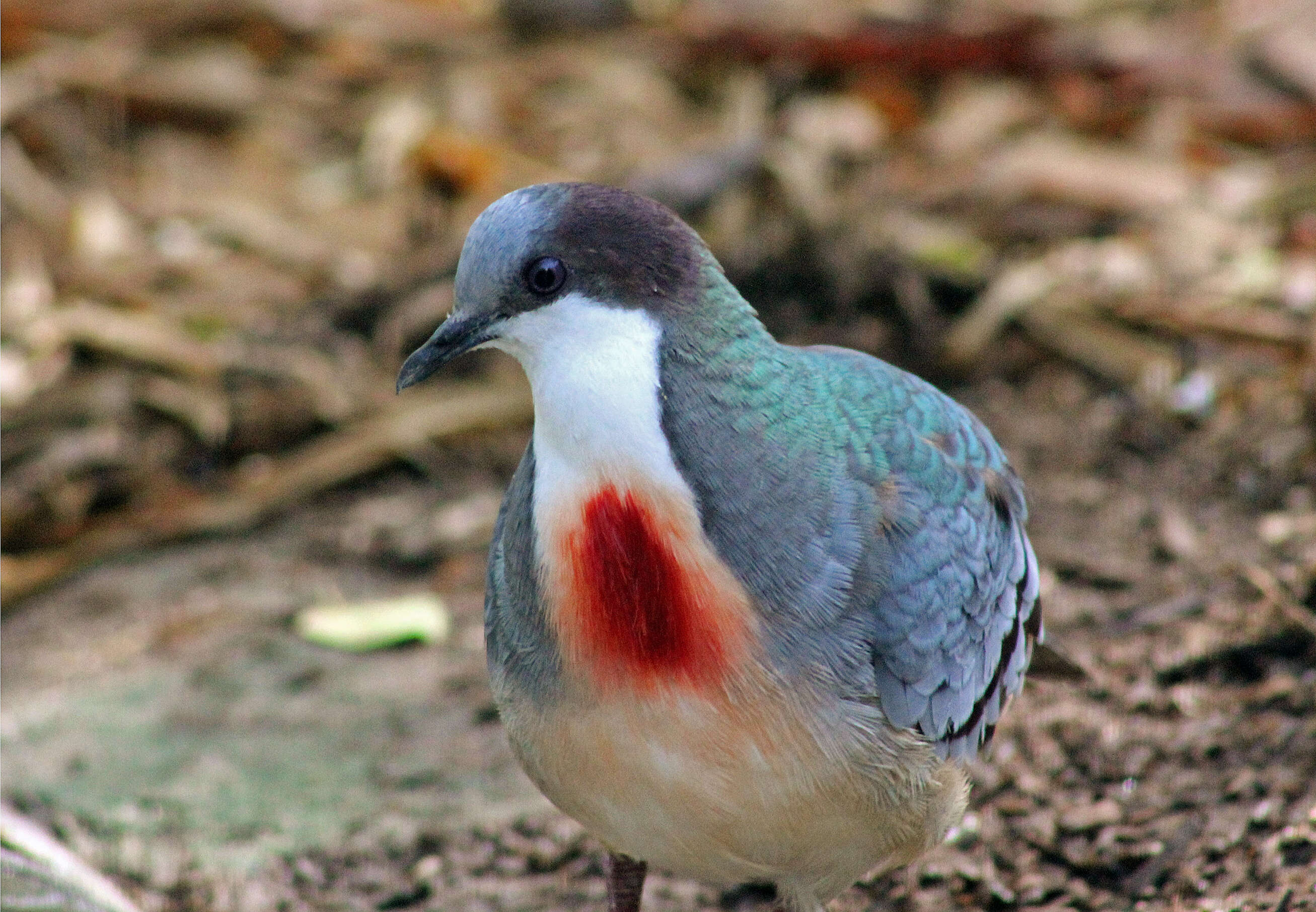 Image of Mindanao Bleeding-heart