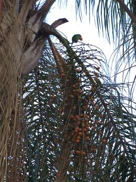 Image of Yellow-chevroned Parakeet