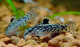 Image of sixray corydoras