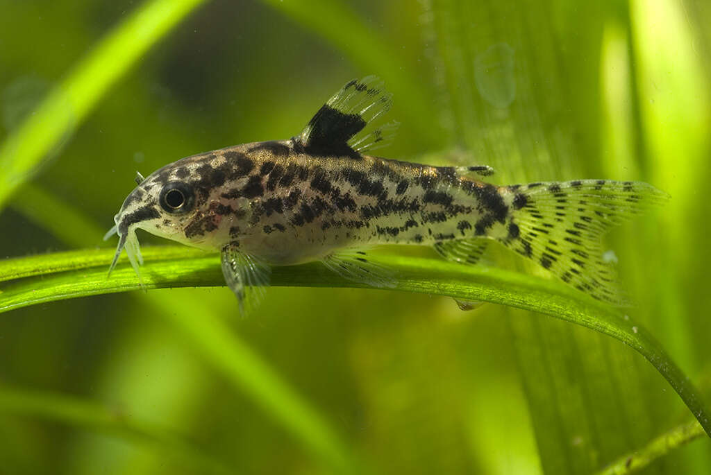 Image of sixray corydoras