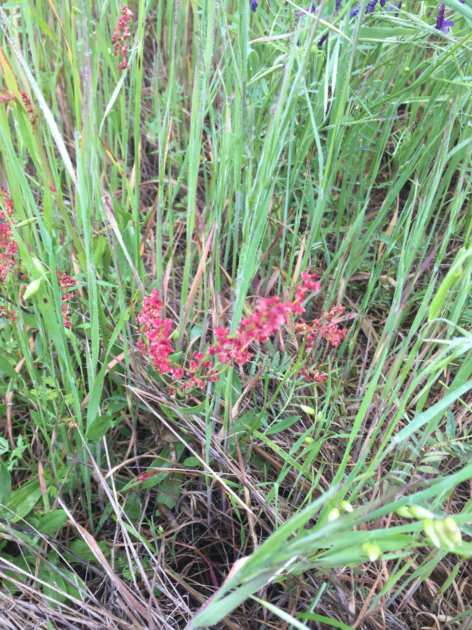 Plancia ëd Rumex acetosella L.