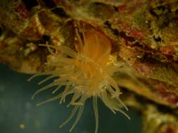 Image of orange anemone
