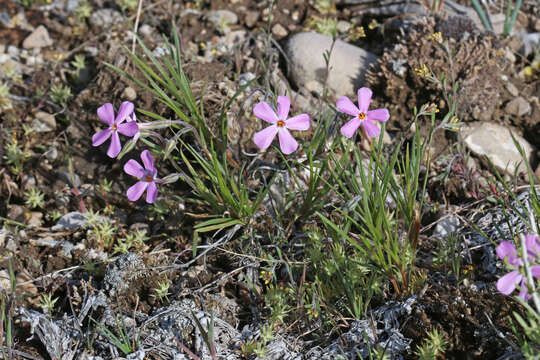 Image of longleaf phlox