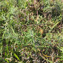 Image de Artemisia ludoviciana subsp. mexicana (Willd.) Keck