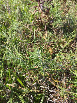Image de Artemisia ludoviciana subsp. mexicana (Willd.) Keck
