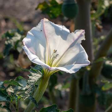 Image of Latin Thorn-Apple