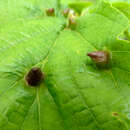 Image of Witch Hazel Cone Gall Aphid